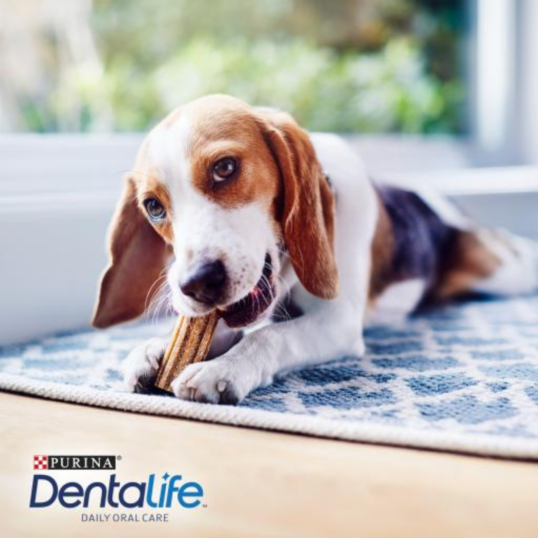 Purina Dentalife